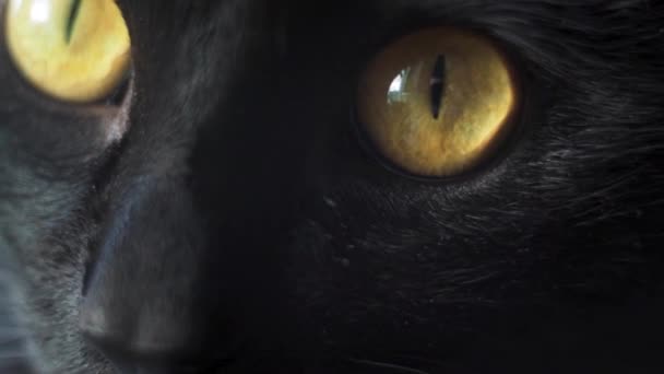 Big Yellow Eyes Black Cat Looking Camera Shot Macro Slowmo — Video Stock