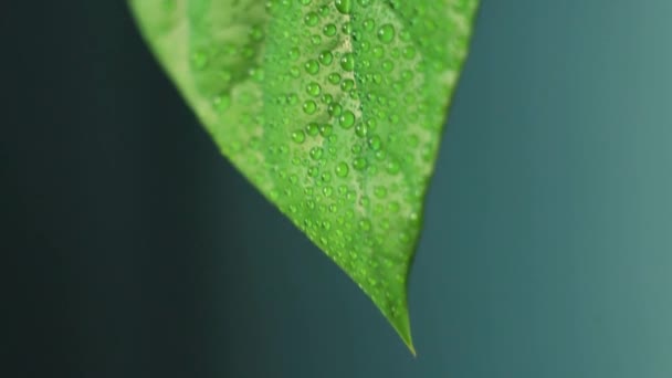 Close Avocado Leaf Covered Water Drops Swaying Slowly — Stock video