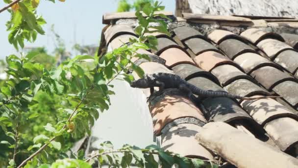 Huge Wild Iguana Lizard Rooftop Puerto Escondido Oaxaca Mexico Spiny — Vídeo de Stock