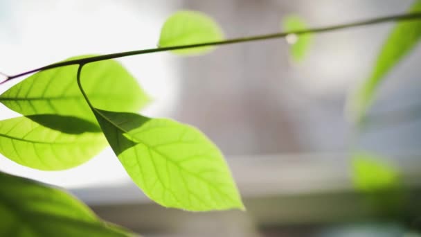 Close Beautiful Avocado Leaves Windowsill Sun Shining Them — Stock video