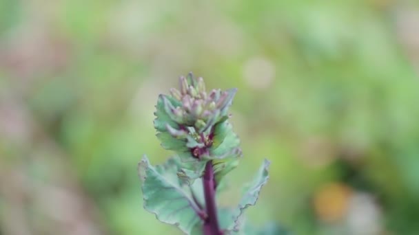 Red Rubine Brussel Sprouts Flower — Vídeo de Stock