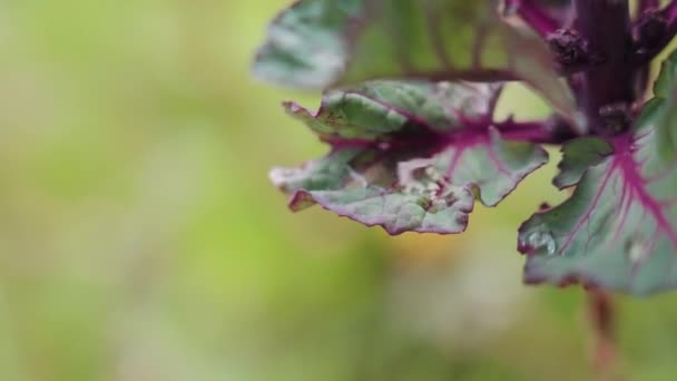 Purple Veined Red Rubine Brussel Sprouts — Vídeo de stock