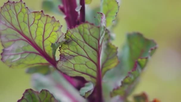 Slow Pan Red Rubine Brussel Sprouts — Video Stock