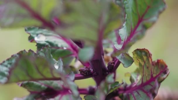 Red Rubine Brussel Sprout Plant — Video Stock