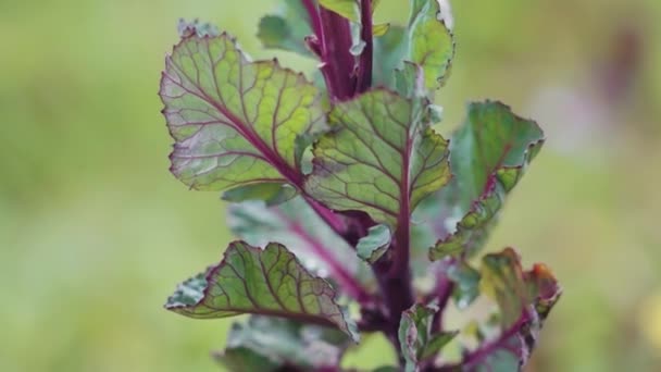 Red Rubine Brussel Sprout Plant — Vídeo de stock
