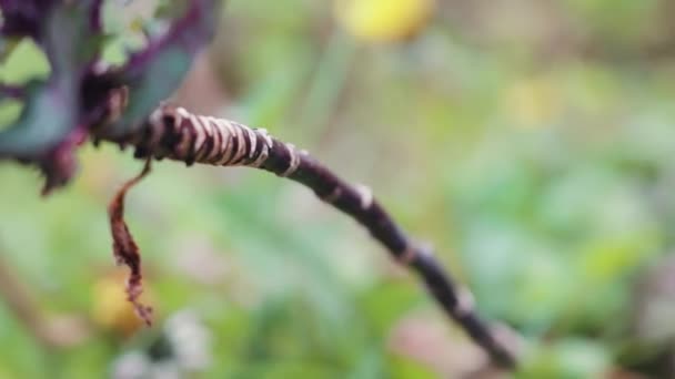 Rojo Rubine Brussel Sprout Stalk — Vídeo de stock