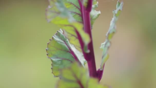 Pan Red Rubine Brussel Sprouts Flower — Vídeos de Stock