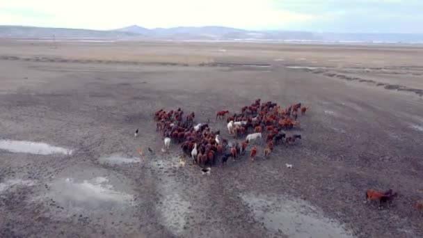Herde Von Wildpferden Den Bergen — Stockvideo