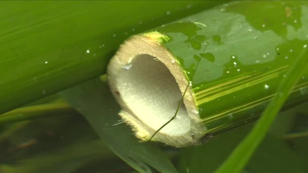 Close Chopped Part Bamboo — Wideo stockowe