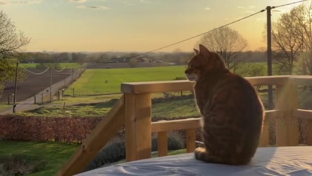 Cat Enjoying Beautiful Sunset — Stockvideo