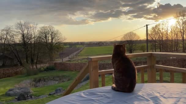 Cat Enjoying Sunset Ont Green Field — 비디오