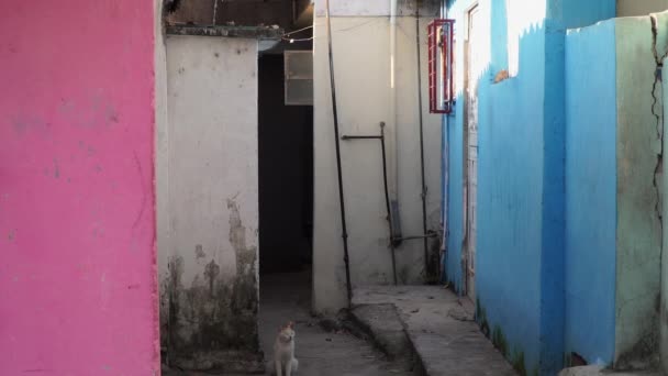 Cat Ally Havana Cuba Day — 图库视频影像