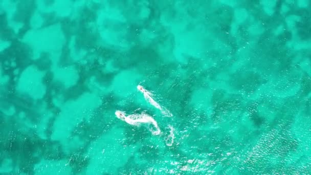 Drone Footage Motorboats Racing Antigua — Vídeo de stock