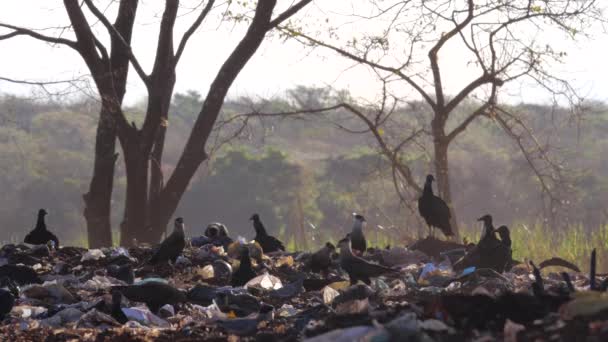 Vultures Caracaras Feeding Trash Trash Dump — Video Stock