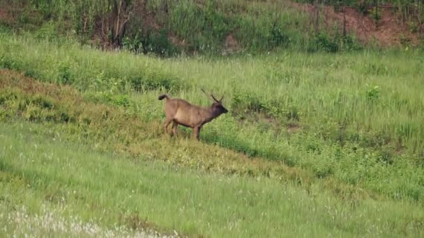 Male Sambar Deer Eating Grass Windy Grassland — 비디오