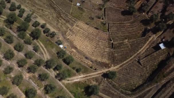 Downward Flight Shows Enormous Viticulture Flanks Valley Small Village Bottom — Vídeo de stock