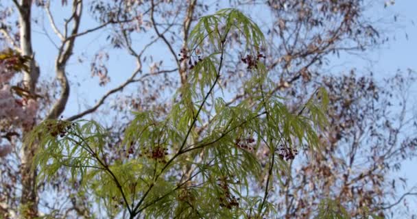 Acer Palmatum Dissectum Leaf Seed Flower Mid Shot — Vídeo de Stock