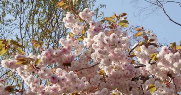 Hanging Tree Blossom Pink White Mid Shot — Video Stock
