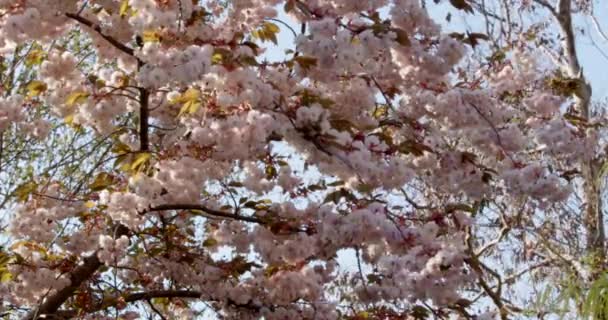 Soffia Vento Appeso Albero Fiore Rosa Bianco Mid Shot — Video Stock