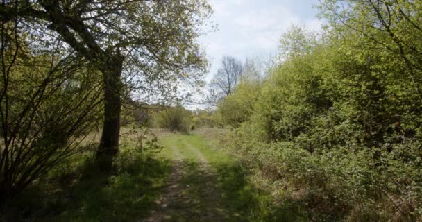 Spring Woodland Track Tree Side Extra Wide Shot — Video Stock