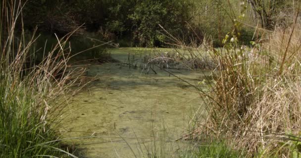 Spring Grassy Woodland Pond Low Angle Mid Shot — Stock video