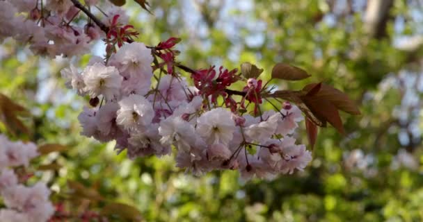 Drzewo Wiszące Gałąź Kwiatowa Kolorze Różowym Białym Zbliżenie — Wideo stockowe