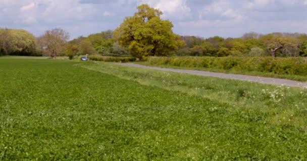 English Oak Tree Field Black Car Driving — 图库视频影像