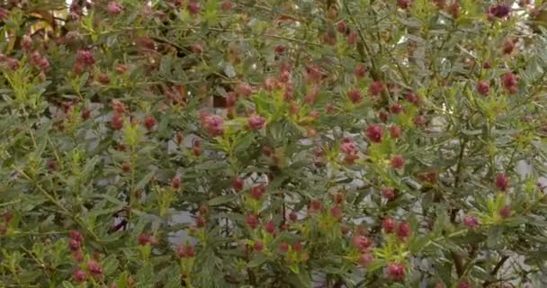 Californische Lilac Ceanothus Struik Bloem Knop Close — Stockvideo