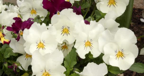 White Pansy Flowers Garden Border — Stock Video