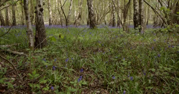 Bluebell Wood Sun Breaking Bumble Bee — ストック動画