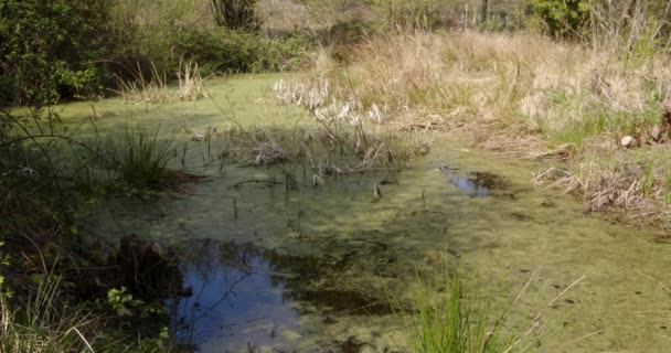 Spring Grassy Woodland Pond Wide Shot — Video