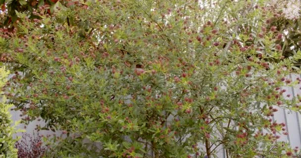 Californian Lilac Ceanothus Bush Flower Bud Mid Shot — Stock video