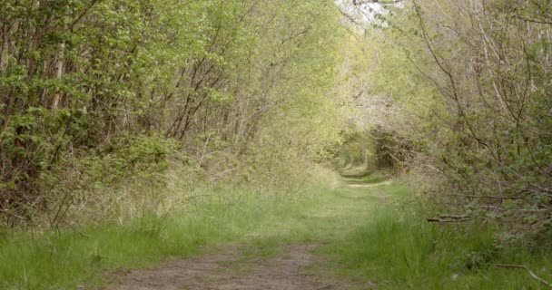 Ancient Woodland Walk Track Person Walking — Video