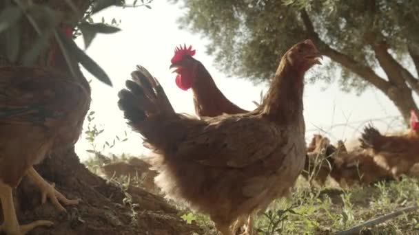 Kuřata Jíst Zrna Farmě Volného Výběhu Zelenou Trávou Kuřata Farmě — Stock video