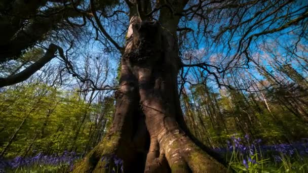 Time Lapse Bluebells Forest Våren Naturparken Irland — Stockvideo