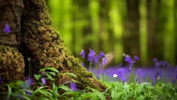 Time Lappse Bluebells Erdő Tavaszi Időszakban Természetes Park Írországban — Stock videók