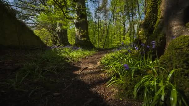 爱尔兰自然公园春天的蓝铃林时光飞逝 — 图库视频影像