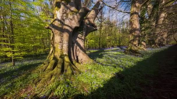 アイルランドの自然公園での春の時間帯のブルーベルの森の時間 — ストック動画