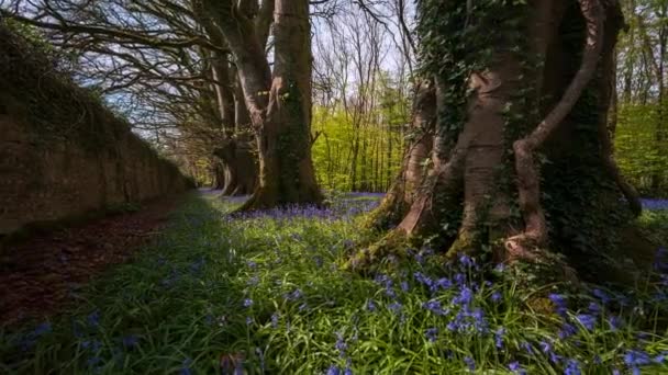 Time Lapse Bluebells Forest Spring Time Natural Park Ireland — Vídeo de stock