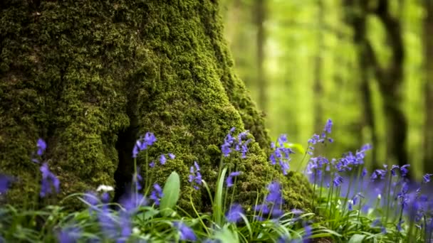 Time Lapse Bluebells Forest Spring Time Natural Park Ireland — Video