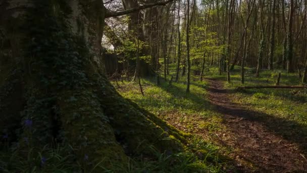 Time Lapse Bluebells Δάσος Μονοπάτι Κατά Διάρκεια Της Άνοιξης Στο — Αρχείο Βίντεο