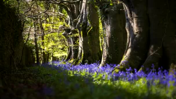 Time Lapse Bluebells Forest Durante Primavera Parque Natural Irlanda — Vídeo de Stock