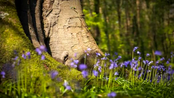 Time Lapse Bluebells Forest Spring Time Natural Park Ireland — Video