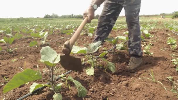Petani Bekerja Dengan Sekop Secara Manual Dan Membajak Tanah Untuk — Stok Video