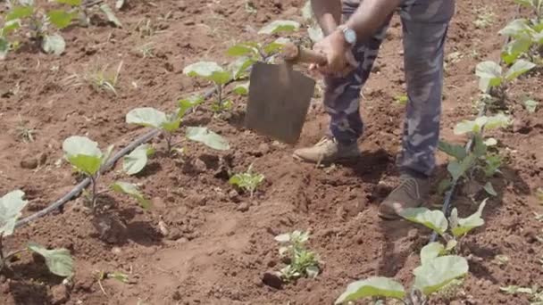 Petani Membajak Tanah Untuk Menanam Lobak Dan Bekerja Dengan Sekop — Stok Video