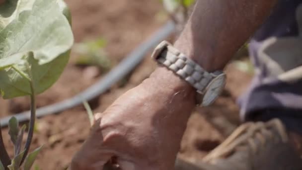 Extrema Close Jardineiro Limpeza Solo Para Crescimento Adequado Planta — Vídeo de Stock