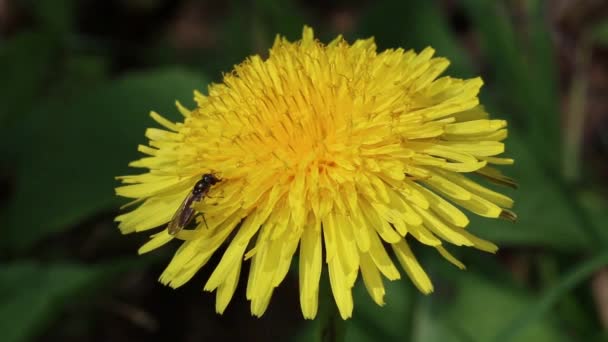 Mała Osa Kwiat Mniszka Lekarskiego Taraxacum Officinalis Wiosną Zjednoczone Królestwo — Wideo stockowe