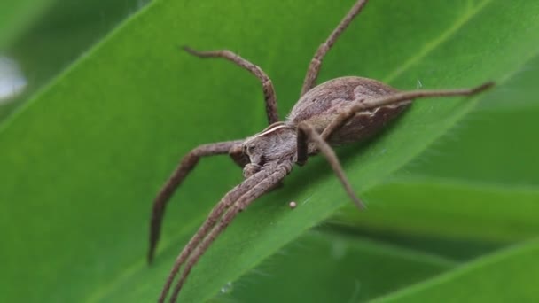 Closeup Uma Aranha Correia Fotorreceptora Pisaura Mirabilis Basking Uma Folha — Vídeo de Stock