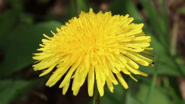 Fecho Dente Leão Taraxacum Officinalis Primavera Reino Unido — Vídeo de Stock