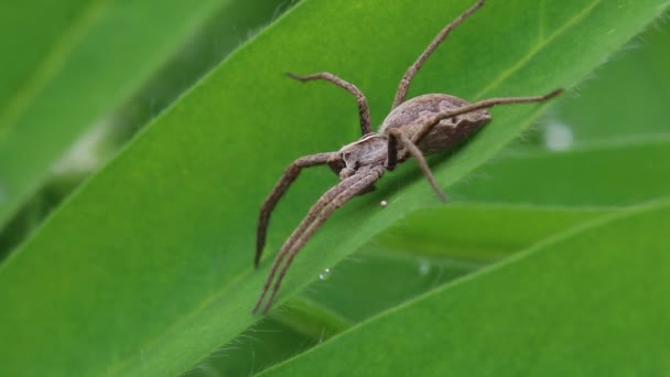 Nursery Web Spider Pisaura Mirabilis Basking Lupin Leaf May — 비디오